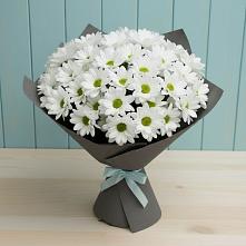 Букет цветов из:  Хризантемы #REPLACE_PRED# Степаньково